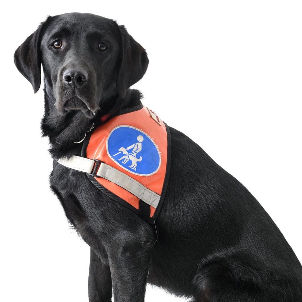 Emotional Support Animal